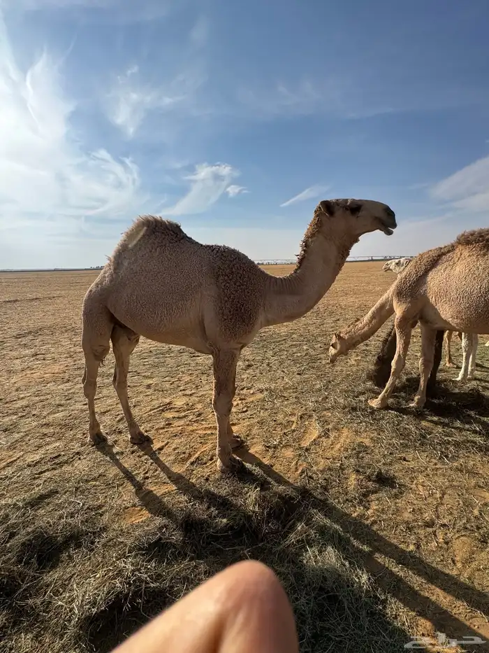 قعود رماني 0