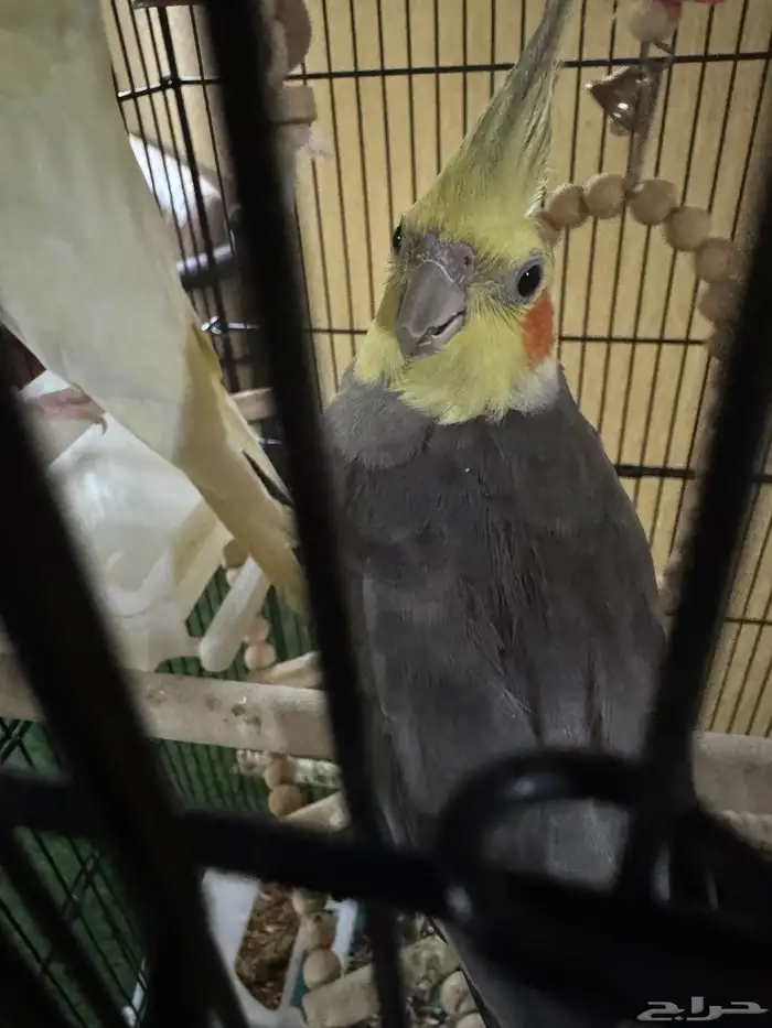 طيور كروان 3