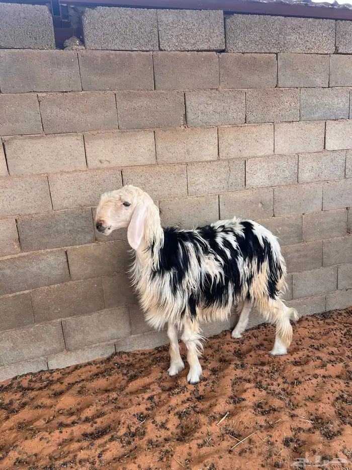 نجديه جذعه 1