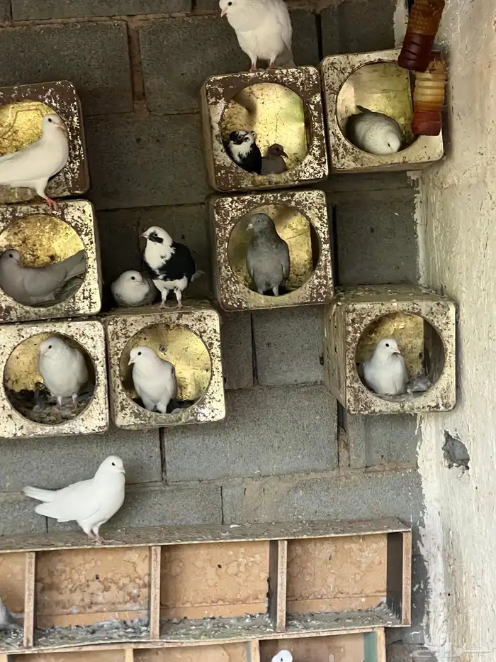 قطايف للبيع 3