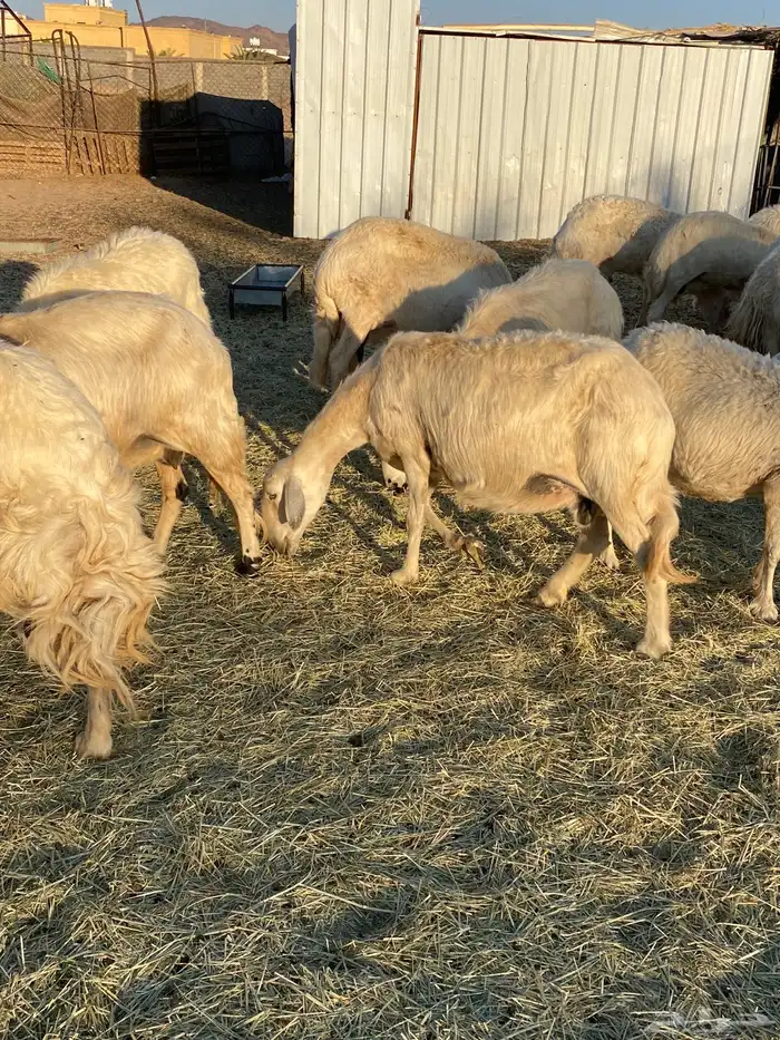 ضان صفر 20 بالفحل 2متابيع تحتها 3 والباقيه دفيع باذان الله 4