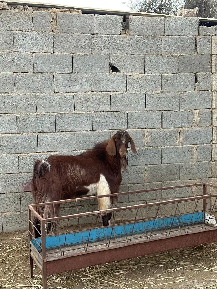 فحل عارضي مشرووط 2