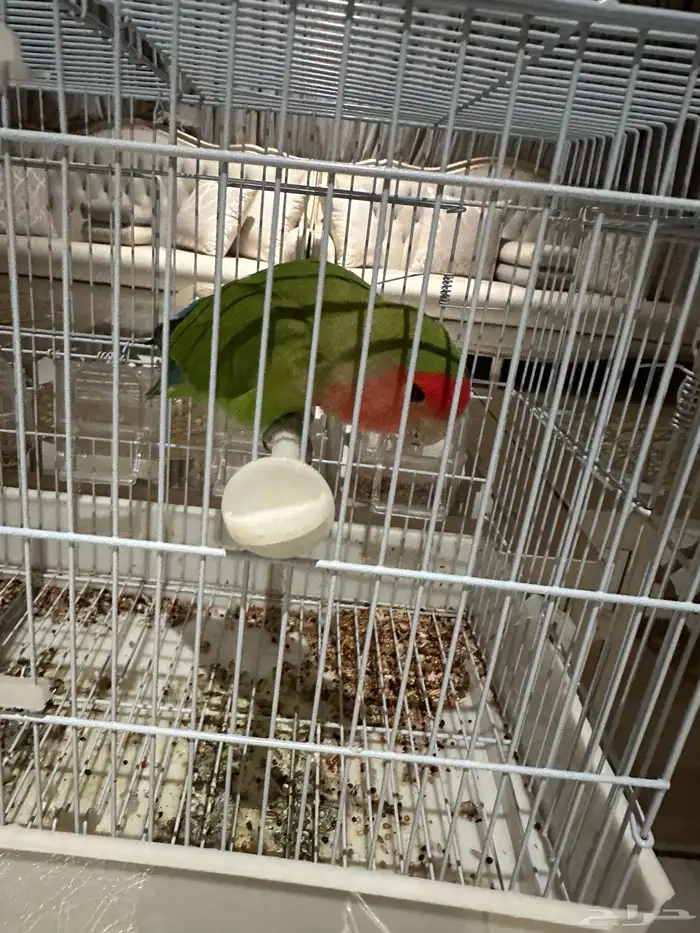 طائر روز ودود ولعوب 2