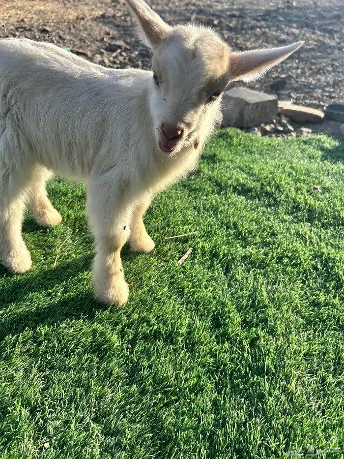 تيس قزمي للبيع 4