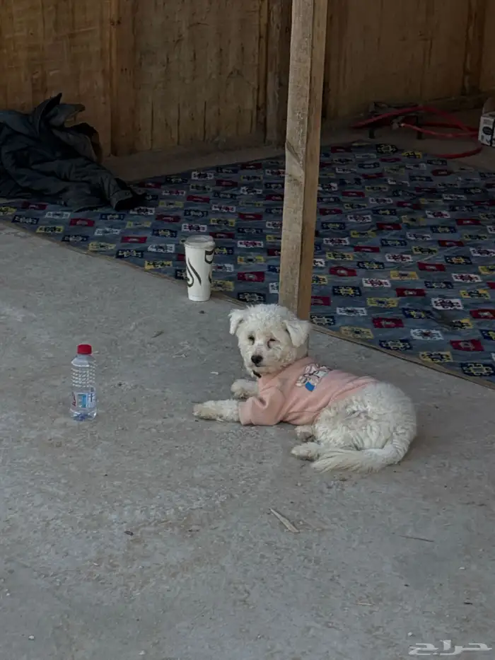 اي كلب لتبني اخذه وعندي مكان خاص 0