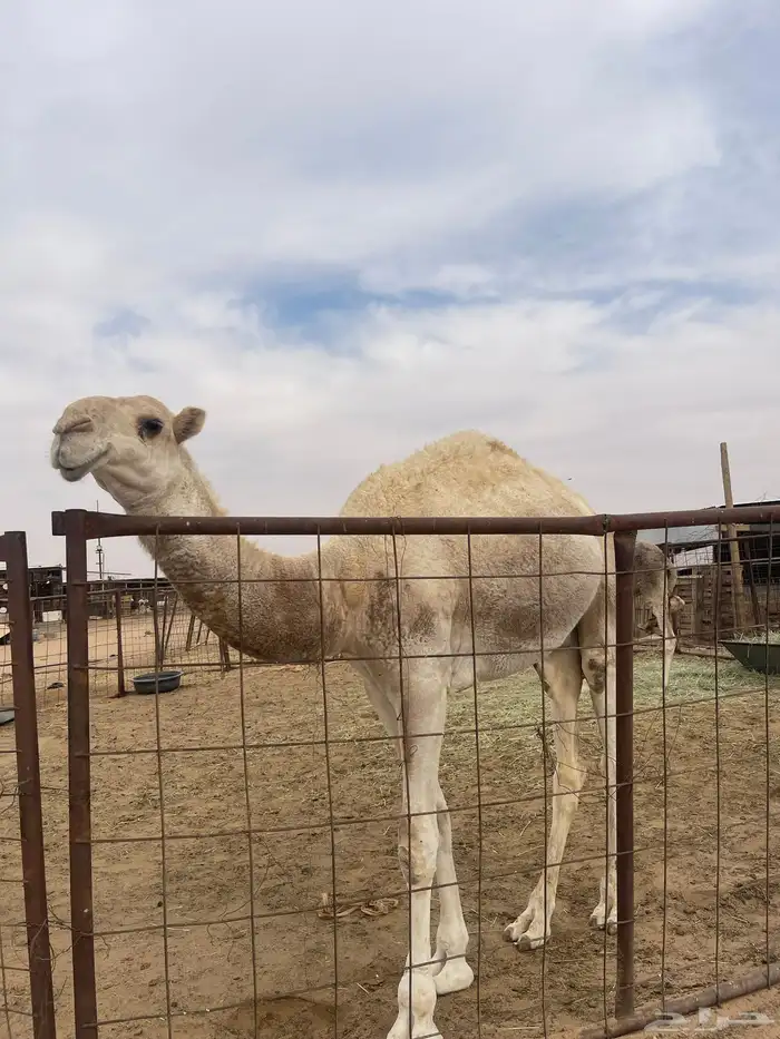 قعو حبسوني 0