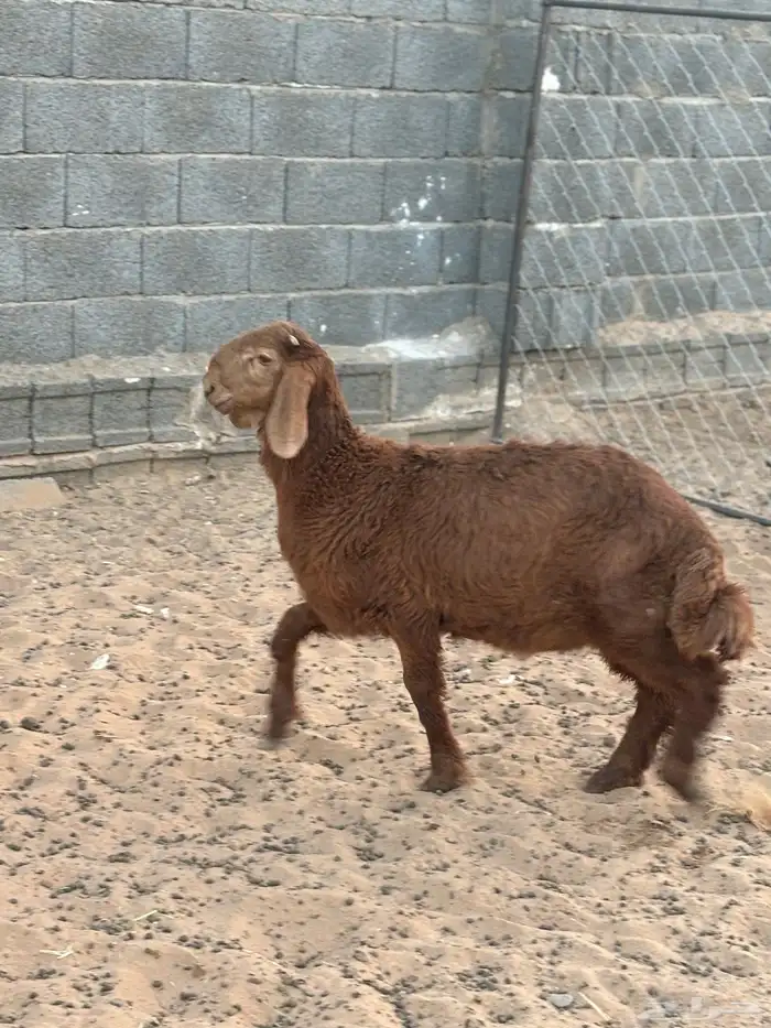 طلي هجين الأم ساكنيه والأب نعيمي العمر اربع شهور 3