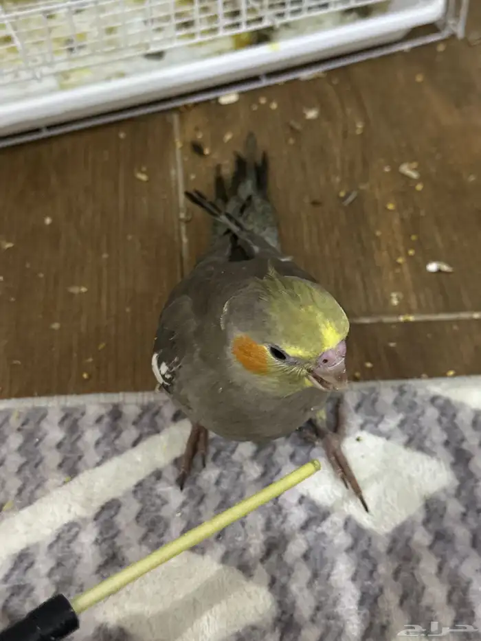 طيور كروان أليفة جدا العمر ما يقارب شهر ونص إلى شهرين 1