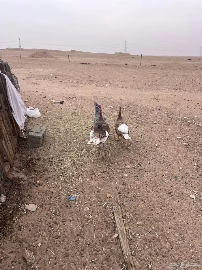 للبيع دجاج وديك رومي 0