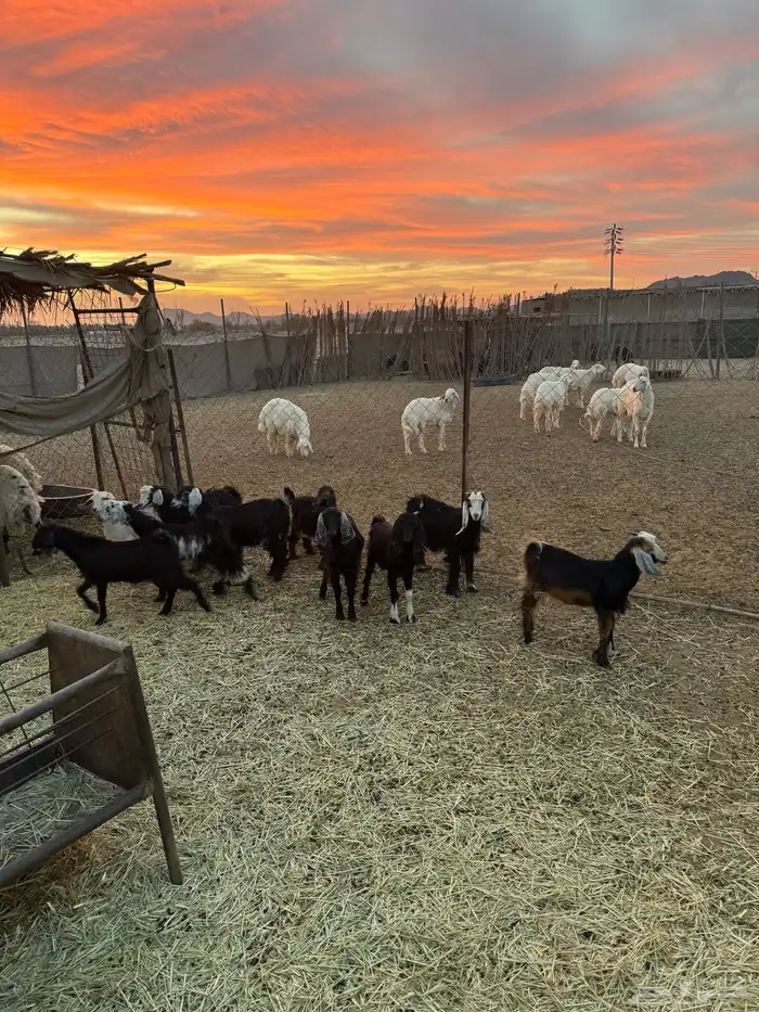 تيوس وجفار 3