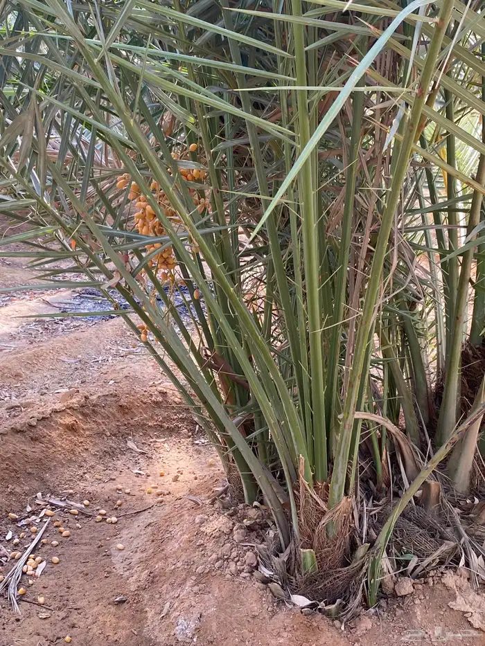 فسائل (فراخة ) ونقايل خلاص 0