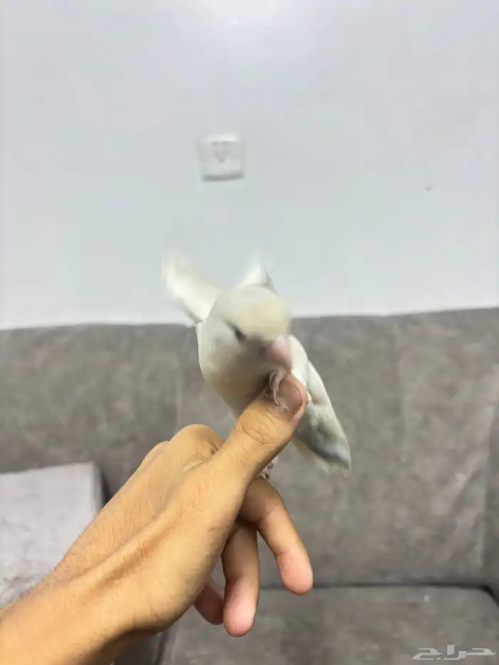 طير روز اليف هدد داخلي وخارجي السلامه شرط الطير لعووب نضيف 1