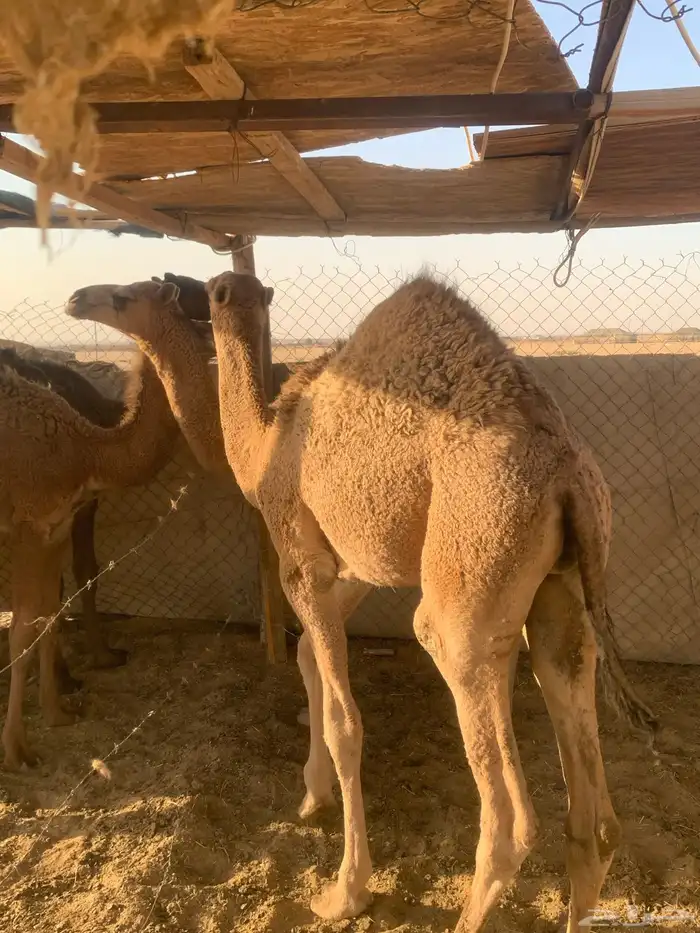 قعدان للبيع 5