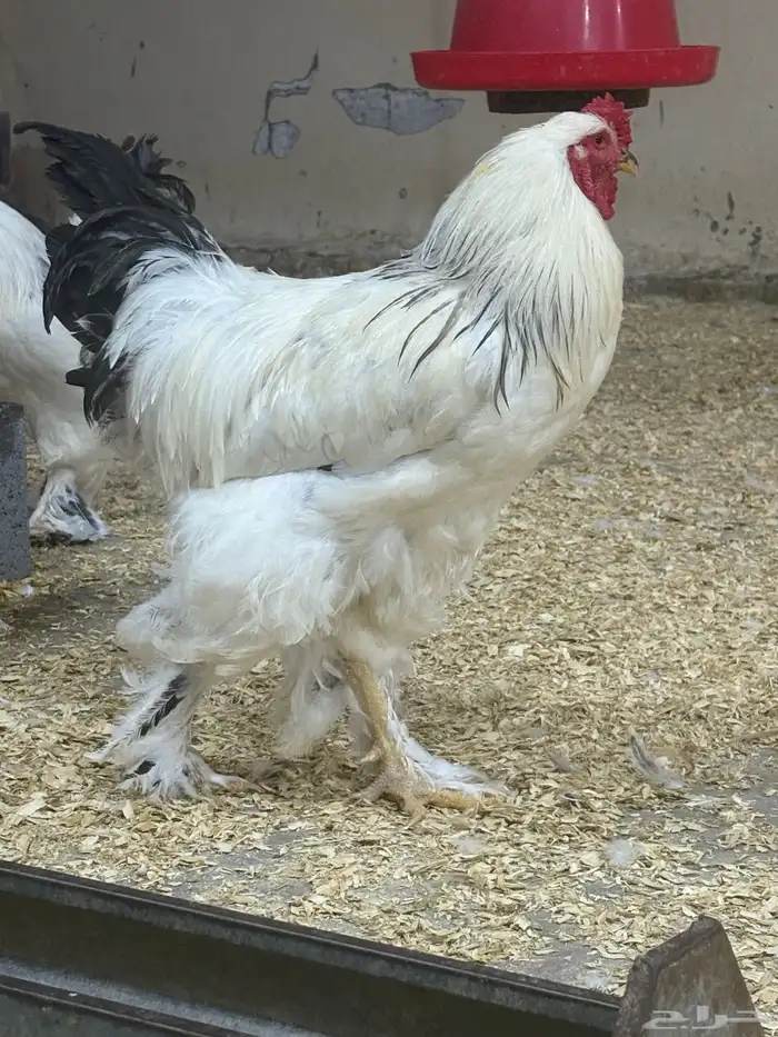 دجاج براهما كولمبي بياض 3
