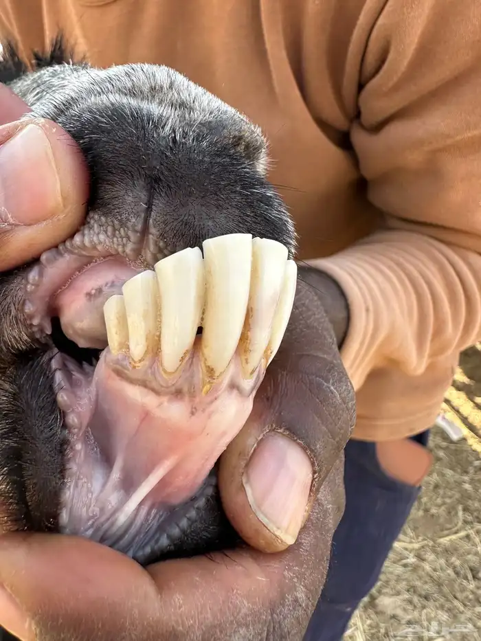 معزا عنز عوارض حبش مقاني متابيع وليد خلفات 7