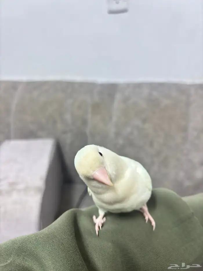 طير روز اليف هدد داخلي وخارجي السلامه شرط الطير لعووب نضيف 2