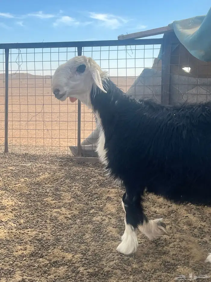 فحول نجد صنف الصنف 4