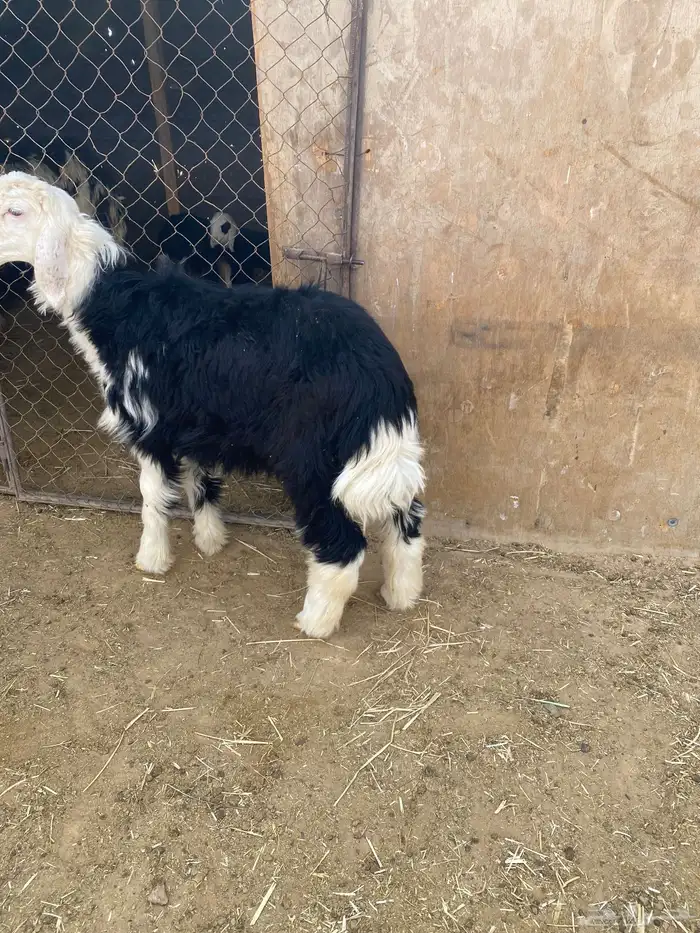 جذعه نجديه ظهر مقفل 1