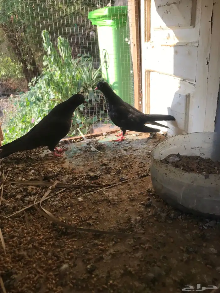 صنعاني اصيل شيبه وصوت ناعم وحجم صغير 23