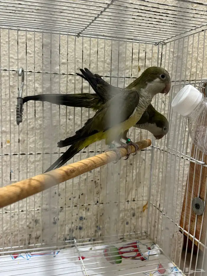 ببغاء كويكر 0