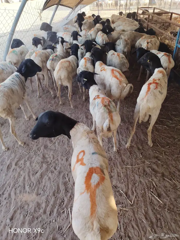 برابر صومالية جملة وتفريد بأسعار طيبة 2