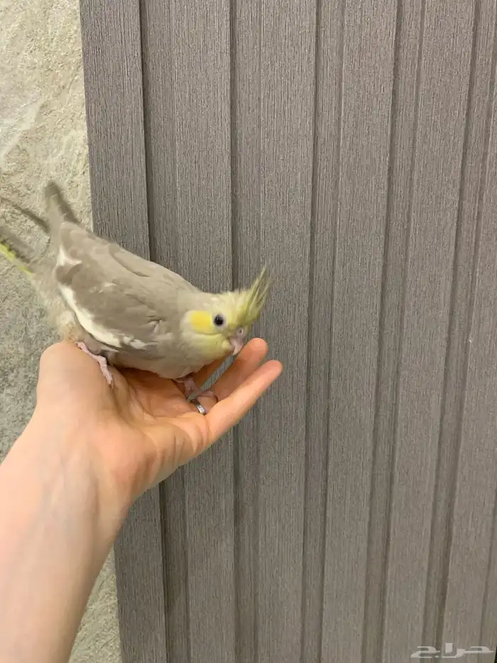 كروان اليف 1