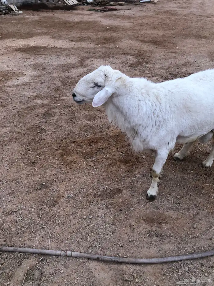 خرفان حريات جبره 2