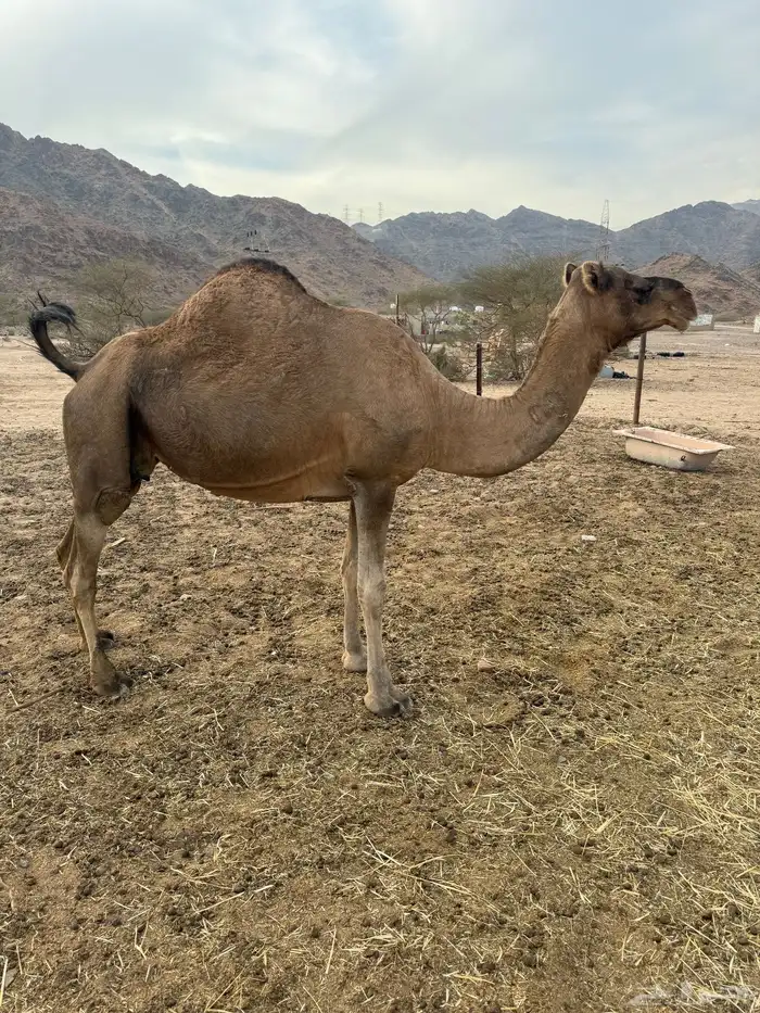 لقحة حمرى طيبه 0