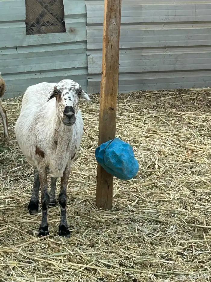 حايل للبيع الموقع الخرج 4