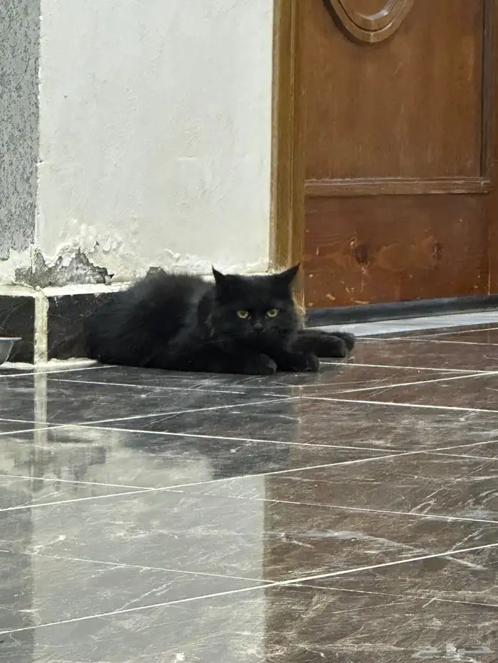 قط ضايع ب قارا 1