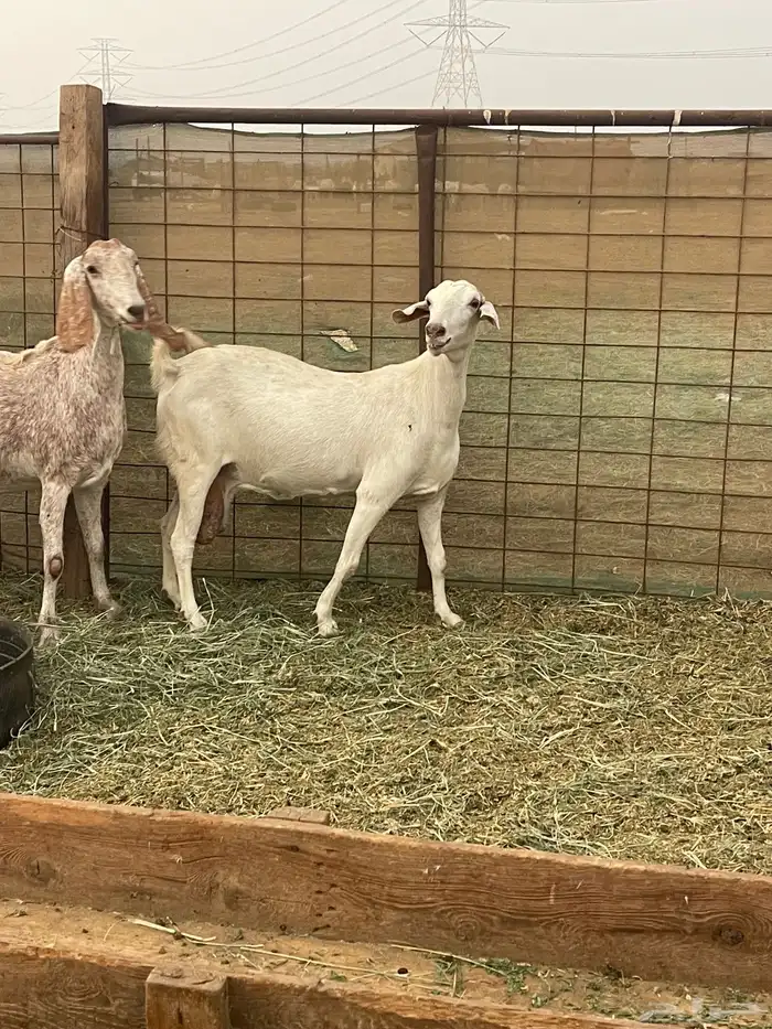 معزا مهجنات دفيع ع ولاده جم حروم عاليه فاخر 7