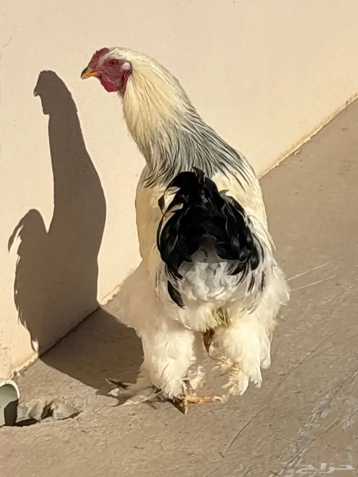 ديك براهما كولمبي 2