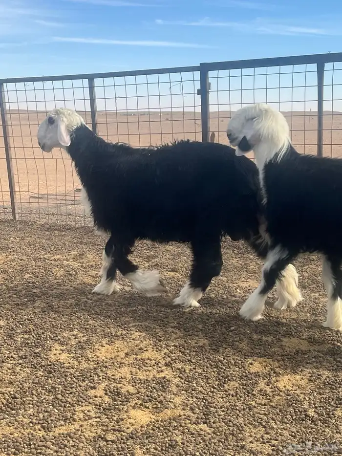 فحول نجد صنف الصنف 1