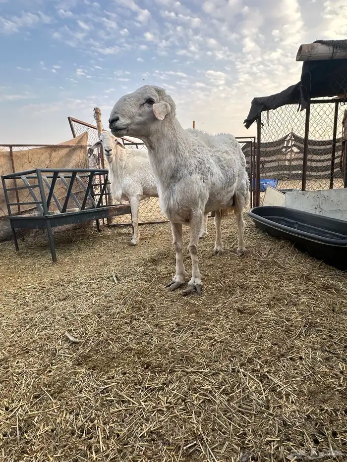 خرفان فحول 0