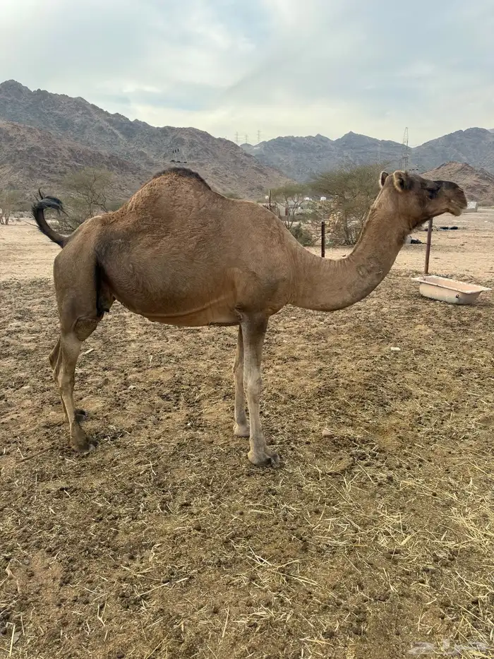 لقحة حمرى طيبه 1