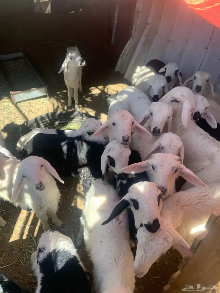 ضان اباكير متابيع 8