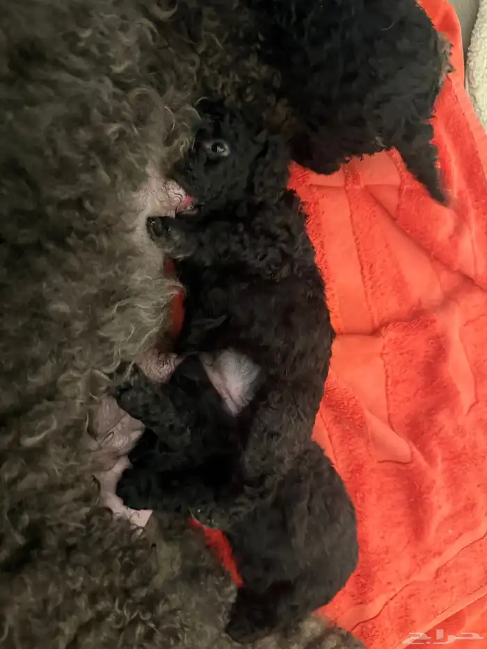 للبيع جراء بودل 0