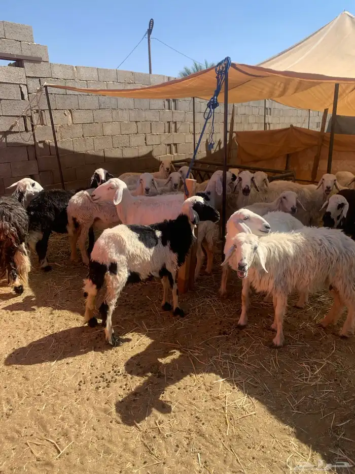 ضان اباكير متابيع 1