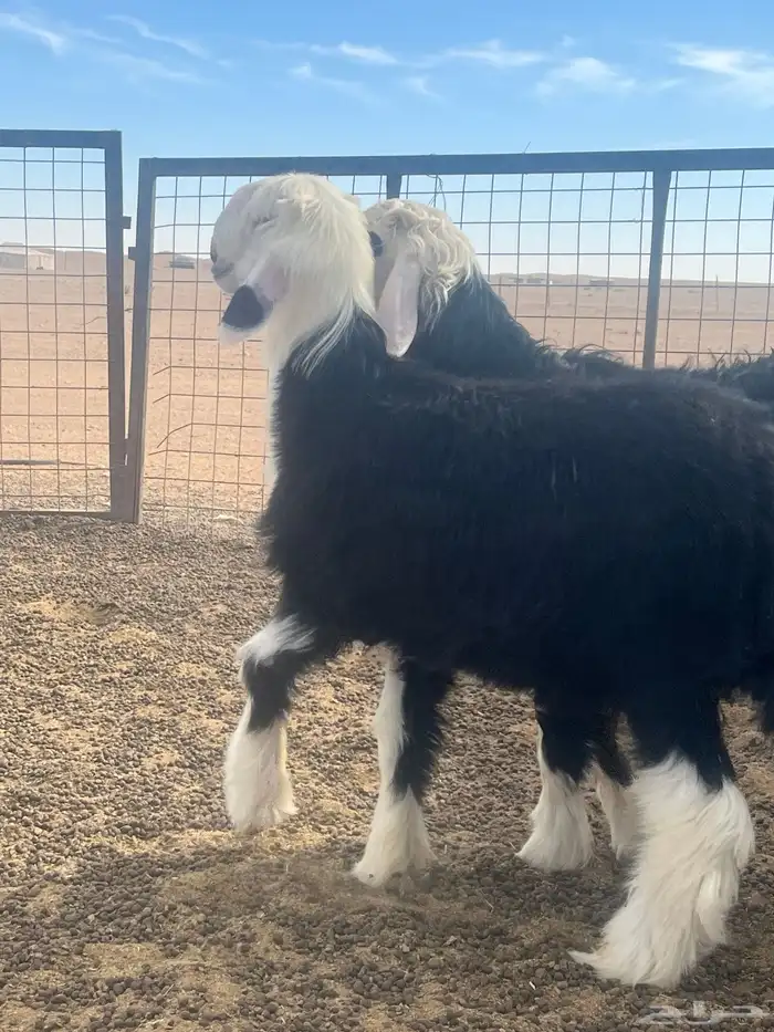 فحول نجد صنف الصنف 5