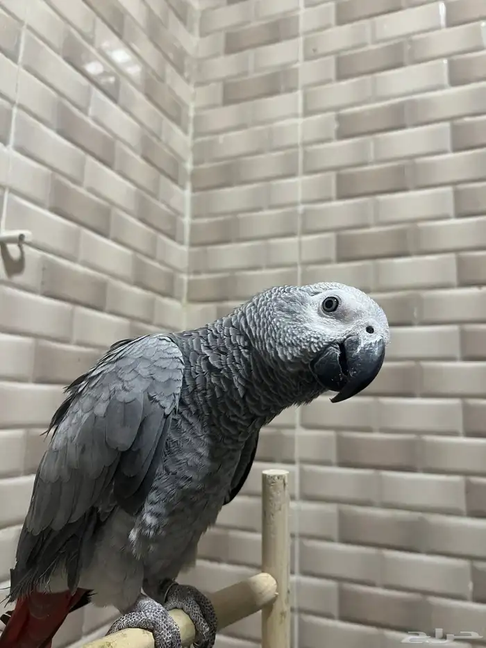 ببغ..اء كاس كو 0