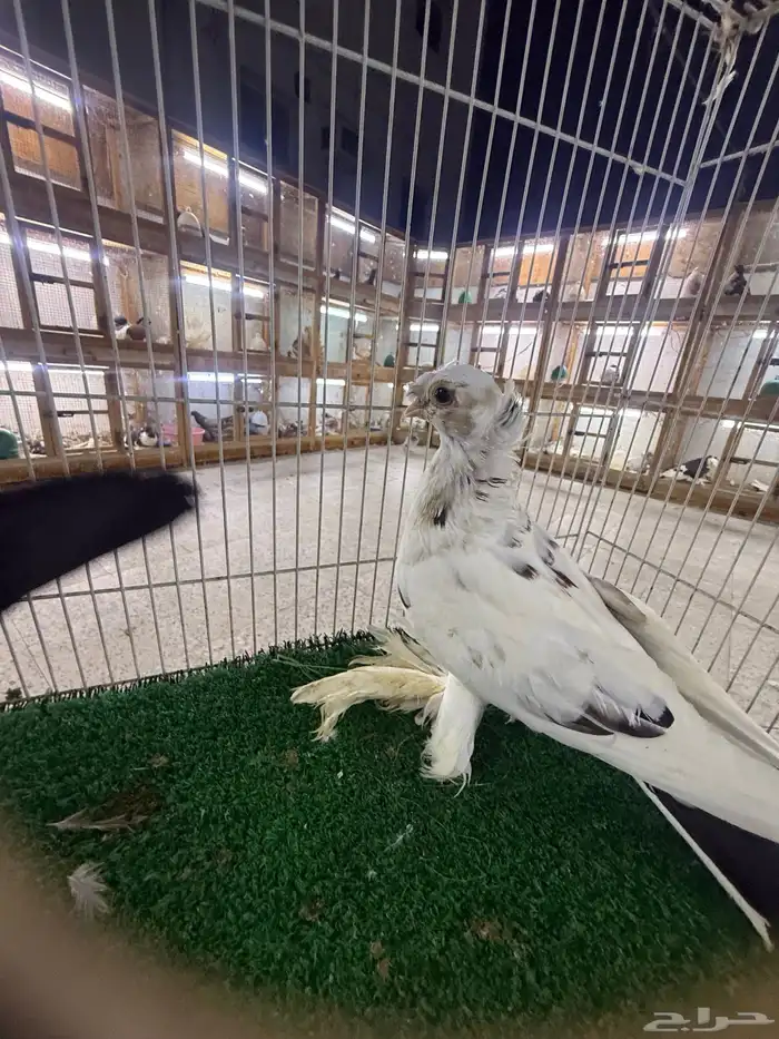 حمام زينه 13