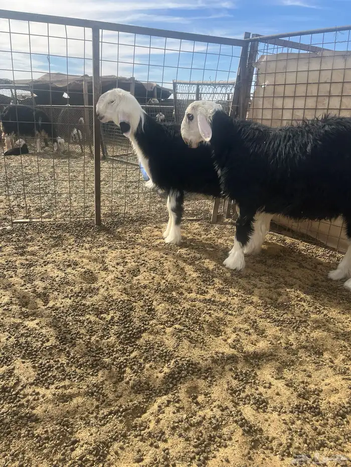 فحول نجد صنف الصنف 16