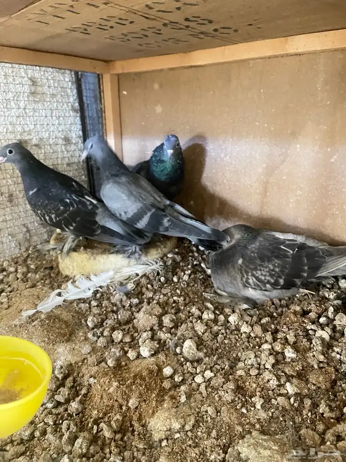 للبيع زوج صنعاني بإنتاجه 2