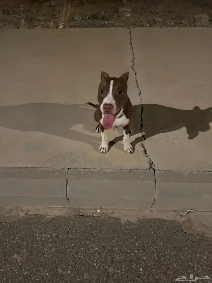 بيتبول صغير بسعر مميز 4