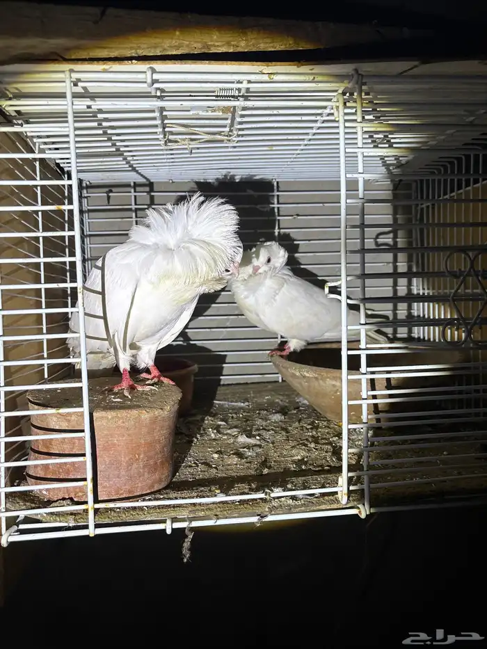 حمام ماشالله 0