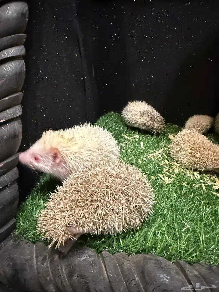 قنافذ أفريقية للبيع 3