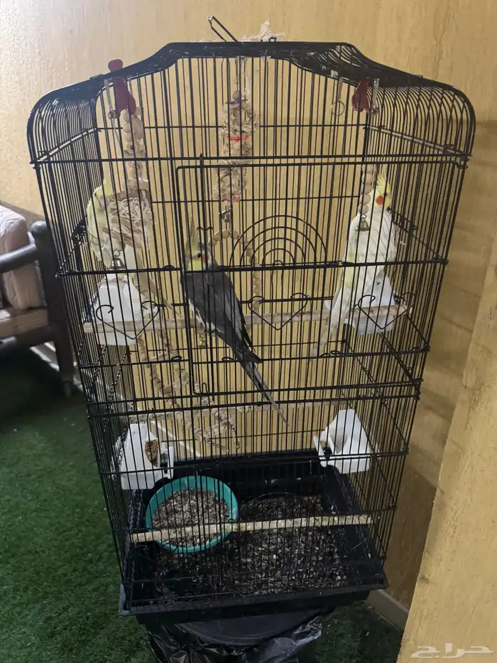 طيور كروان 2