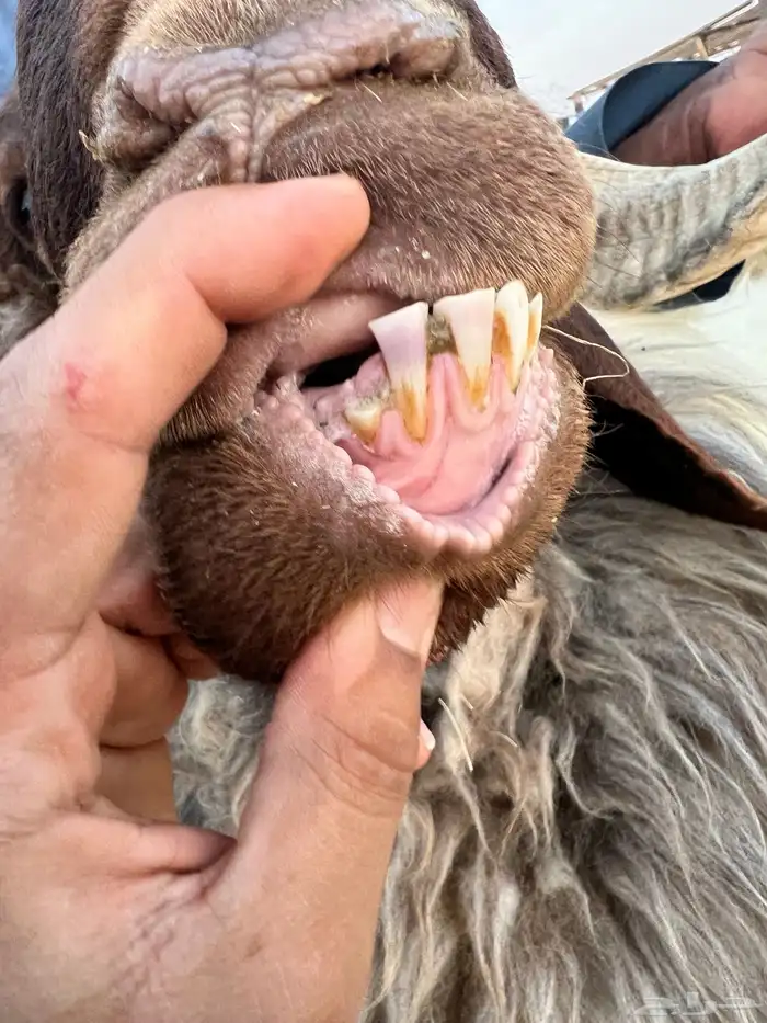 فحل صنف تو بيسدس 2