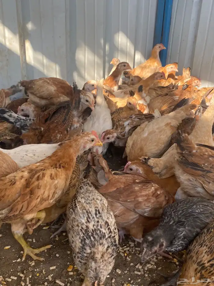 فراريج بلدي فواتح حمر 7