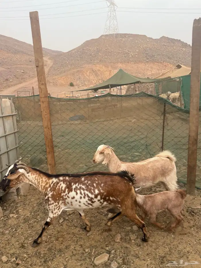 عرض وبيع عنز يتبعها جفرتين 0